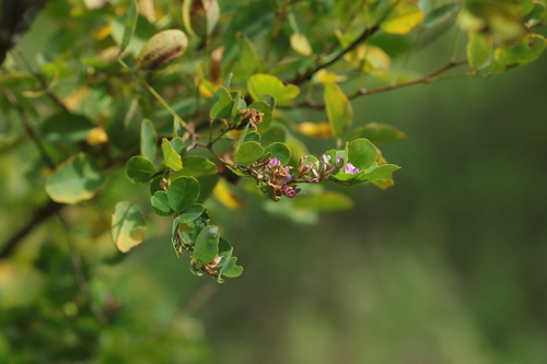 leafy lespedeza