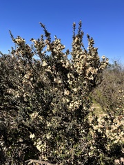 Myrceugenia rufa