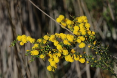 Acacia pulchella, photograph (c) Hugo Innes, some rights reserved (CC BY)