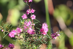 (c) Hugo Innes, some rights reserved (CC BY) Hypocalymma robustum, photograph (c) Hugo Innes, some rights reserved (CC BY)