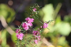 (c) Hugo Innes, some rights reserved (CC BY) Hypocalymma robustum, photograph (c) Hugo Innes, some rights reserved (CC BY)