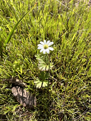 Anemone decapetala, photograph 3