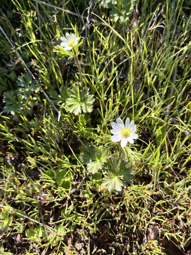 Anemone decapetala, photograph 4