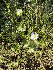 (c) Patricio Novoa, some rights reserved (CC BY) Anemone decapetala, photograph (c) Patricio Novoa, some rights reserved (CC BY)