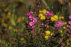 Hypocalymma robustum, photograph (c) Hugo Innes, some rights reserved (CC BY)