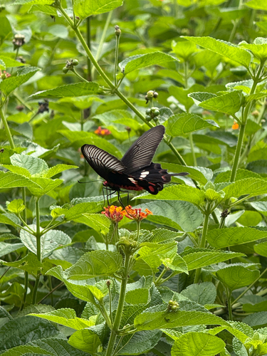 Common Rose Swallowtail