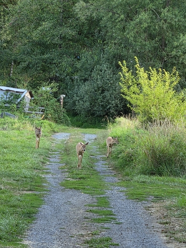 Columbian White-tailed Deer