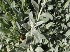 Stachys byzantina