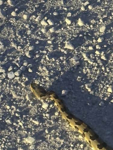Timber Rattlesnake