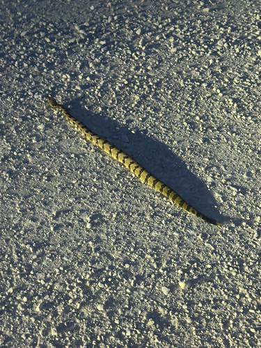 Timber Rattlesnake