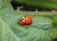 Harmonia axyridis