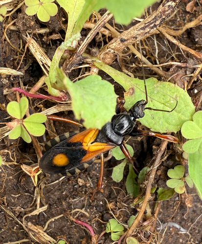 Rasahus biguttatus