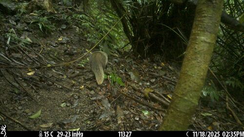 Crab-eating Mongoose