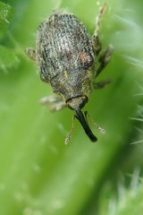 Parethelcus pollinarius
