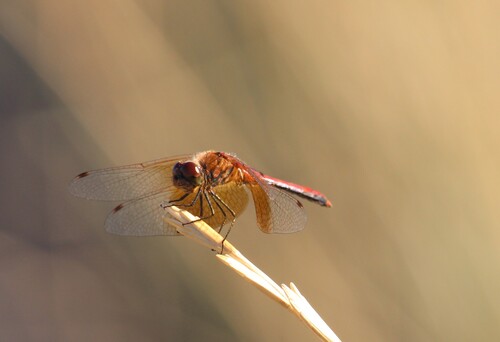Band-winged Meadowhawk