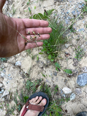 Hieracium scabrum