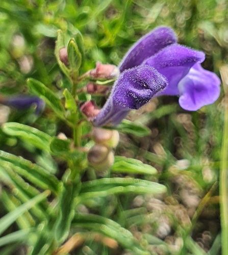 Scutellaria scordiifolia, photograph 1