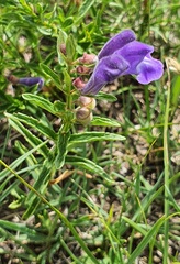 Scutellaria scordiifolia, photograph (c) Urgamal Magsar, some rights reserved (CC BY)