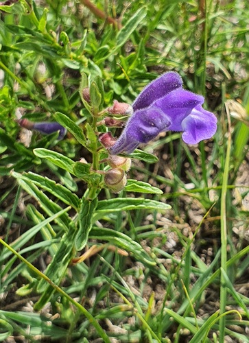Scutellaria scordiifolia, photograph 3