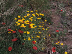 Anacyclus radiatus