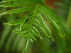 Blechnum brasiliense