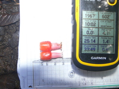 Psammisia ulbrichiana