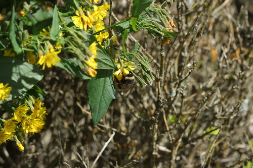 Mimic Bumble Bee