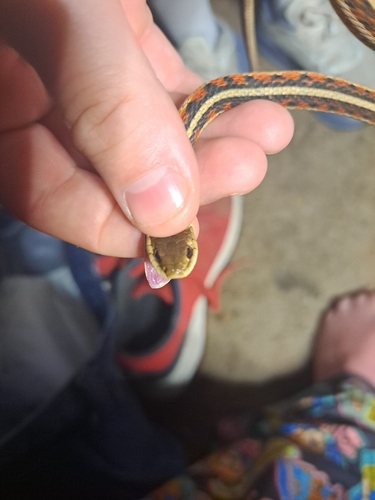 Common Garter Snake