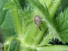 Parethelcus pollinarius