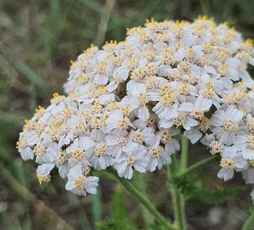Achillea asiatica, photograph 5
