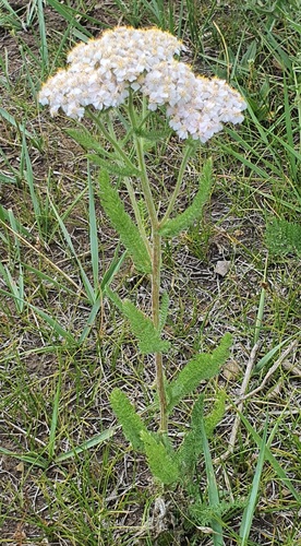 Achillea asiatica, photograph 6