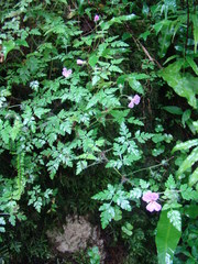 Geranium robertianum