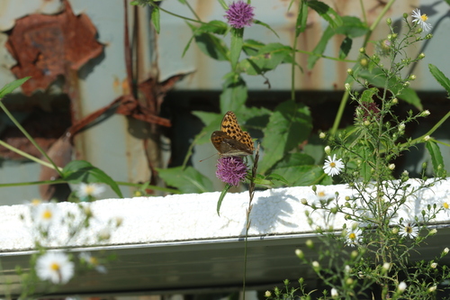 Great Eastern Silverstripe