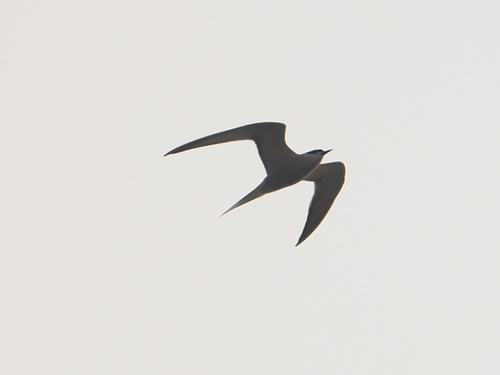iNaturalist image