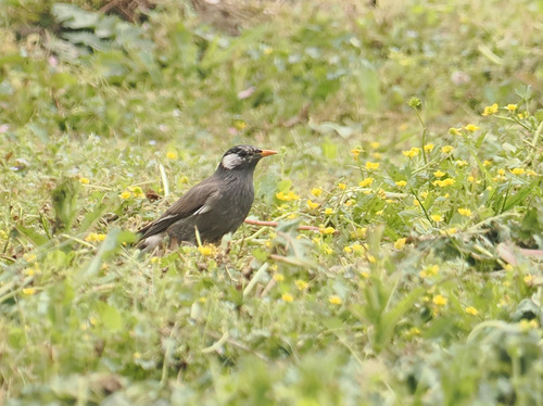 White-cheeked Starling