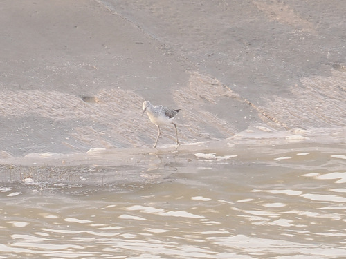 iNaturalist image