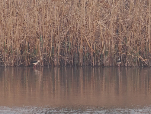 iNaturalist image