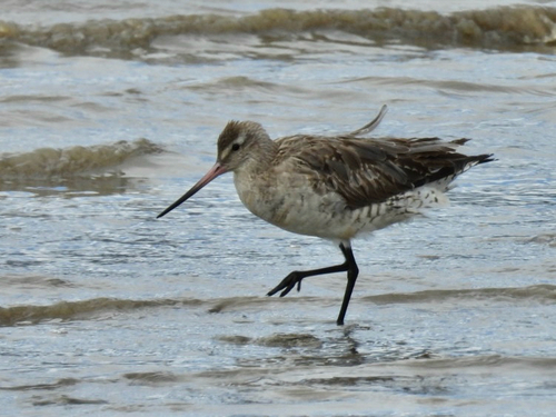 iNaturalist image