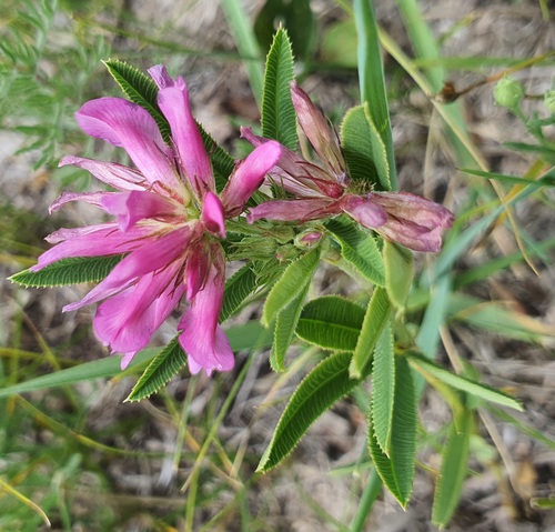 Trifolium lupinaster, photograph 6