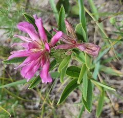 Trifolium lupinaster, photograph (c) Urgamal Magsar, some rights reserved (CC BY)