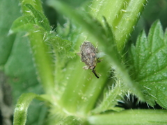 Parethelcus pollinarius