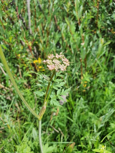 Conioselinum tataricum, photograph 6