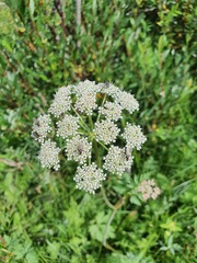 Conioselinum tataricum, photograph (c) Urgamal Magsar, some rights reserved (CC BY)