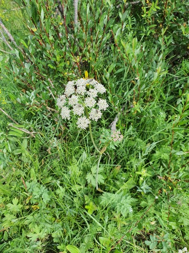 Conioselinum tataricum, photograph 5