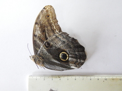 Caligo zeuxippus