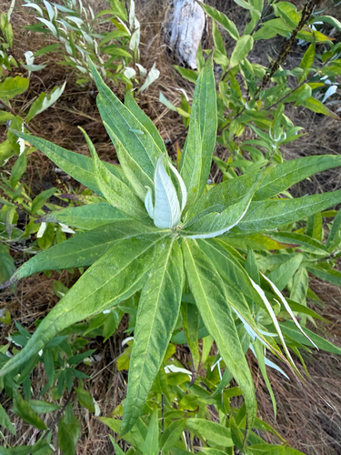 Artemisia suksdorfii, 2026-09-08