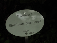 Blechnum brasiliense