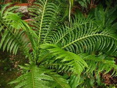Blechnum brasiliense