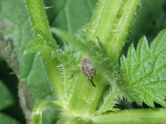 Parethelcus pollinarius