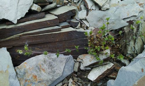 Arenaria serpyllifolia iNat (1)